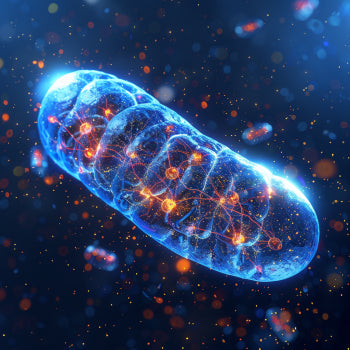 Innovation enthüllt: Mitochondrien